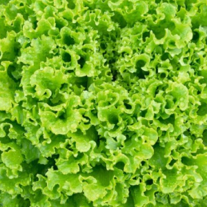 MD - Salata creata 5g